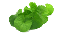 liposlimmer-Gotu-Kola